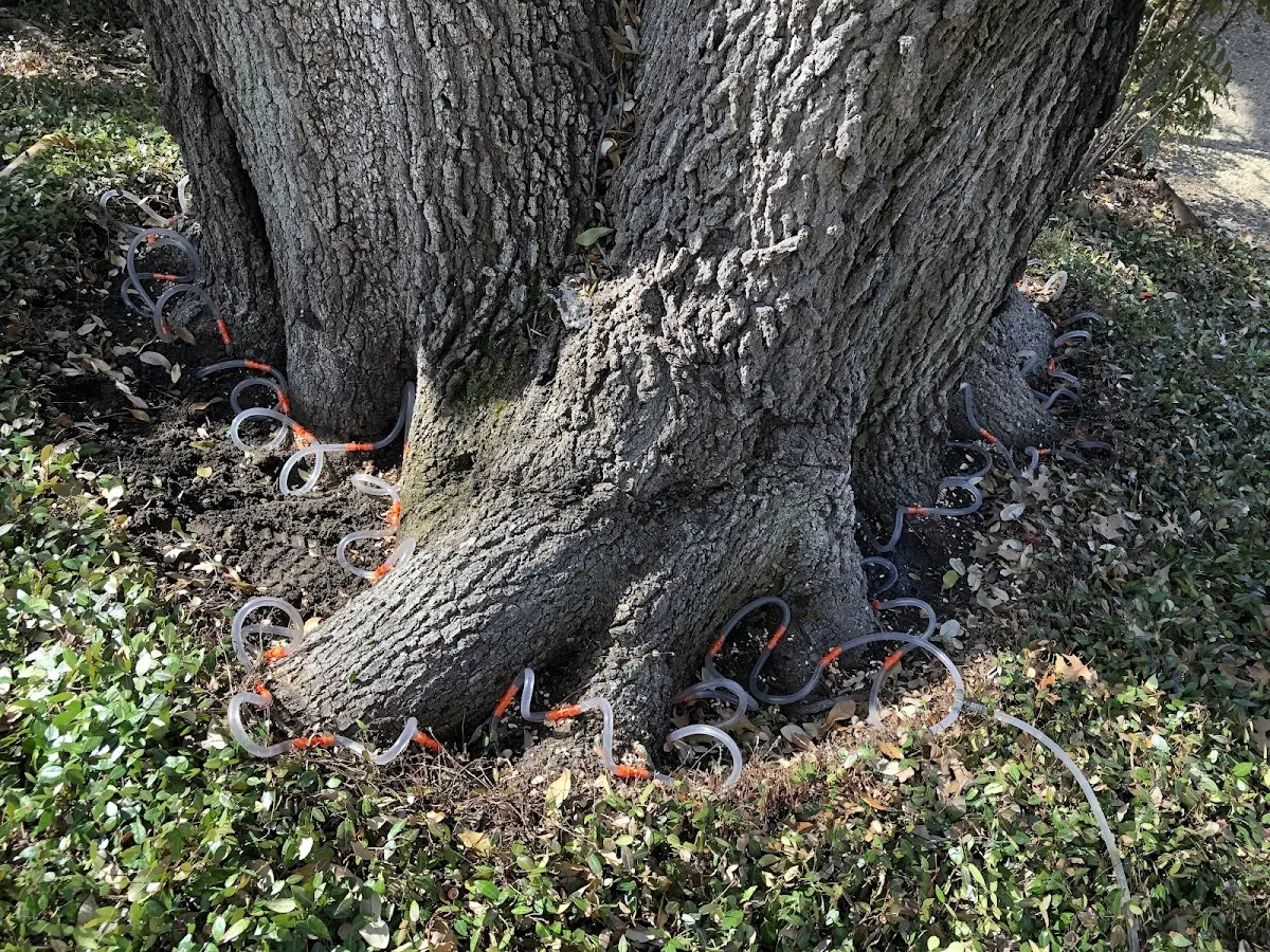 Detailed Tree Cabling and Bracing job site in Belcher