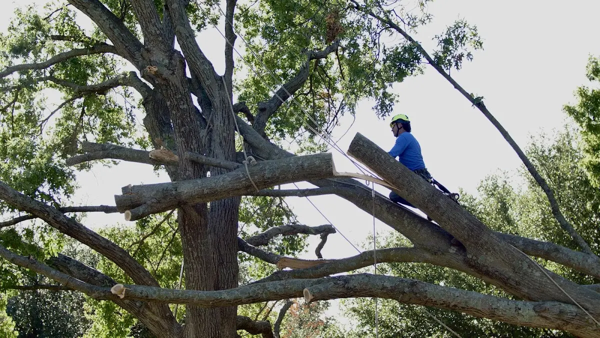 Professional Crown Thinning performed by certified arborists in Belcher